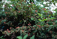 Tangles of berry vines