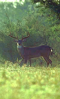 White-tailed deer