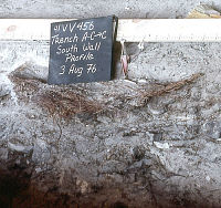 Profile showing white ash and grass bed