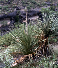 photo of sotol