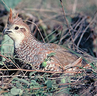 scaled quail