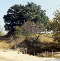 photo of site