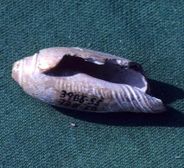 photo of ornament made of large lettered olive shell