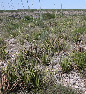 photo of agave