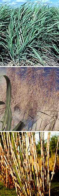 sugar cane at various stages of growth