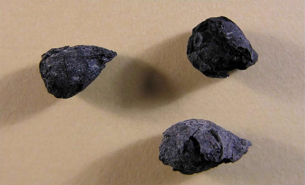 Photo of charred onion bulb fragment