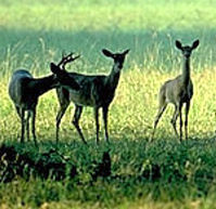 Photo of deer