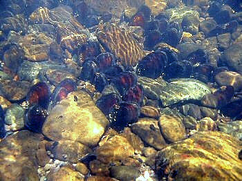 Photo of freshwater mussels