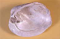 Photo of mussel shell