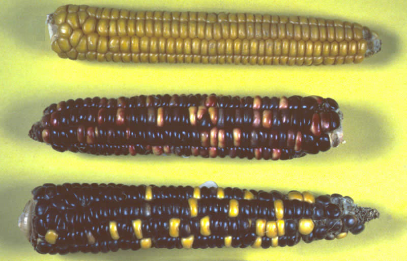 photograph of three dried corn ears, some with yellow kernals and some with dark red and blue