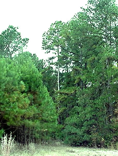 photograph of tall pine trees