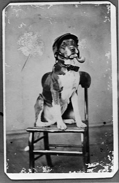 photo of dog with pipe