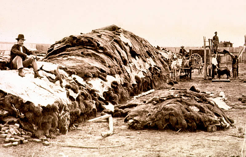 photo of stacked buffalo hides