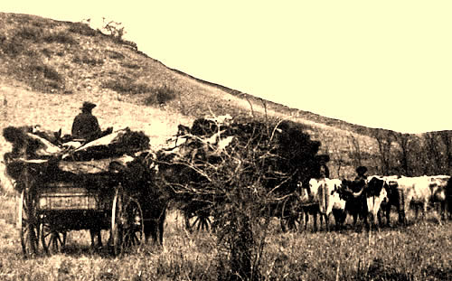 photo of a wagon piled high with hides