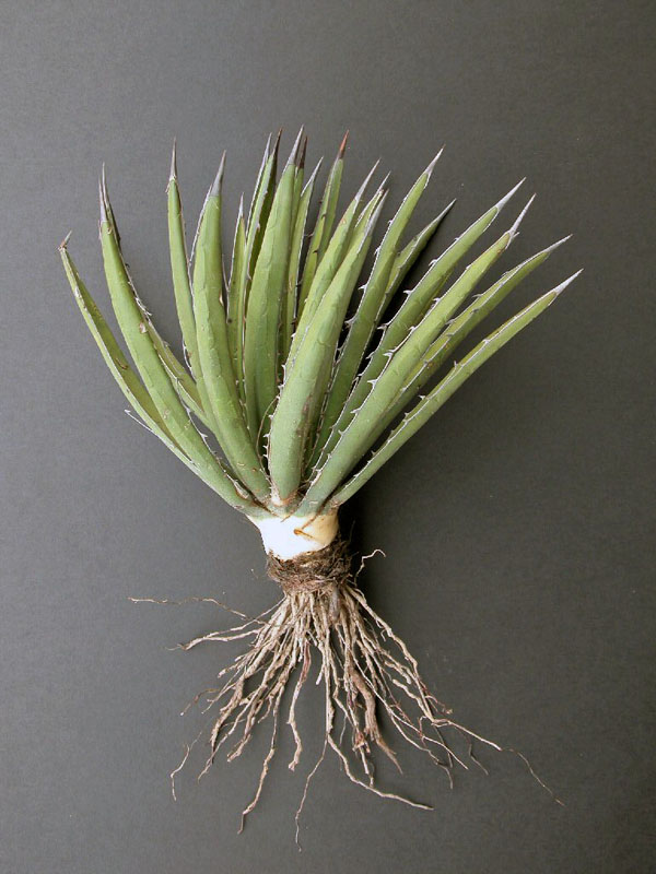 Lechuguilla plant with a few outer leaves removed to show the white inner leaf base. Photograph by Phil Dering.