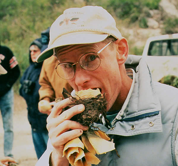 Dr. Phil Dering chomping into a lechuguilla bulb