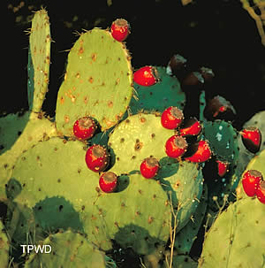 photograph of red fruits on prickly pear cactus pads