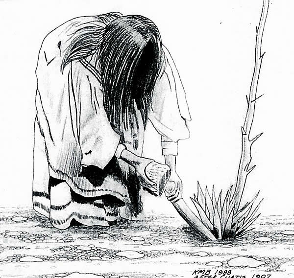 drawing of woman digging a spikey plant