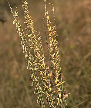 photograph of grass with seed heads