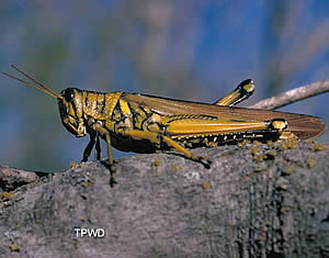 photograph of a grasshopper