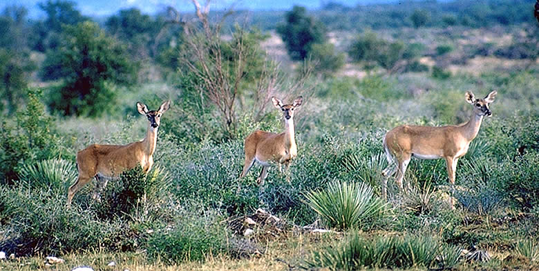 deer in a grassy, scrubby field