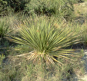 photograph sotol plant