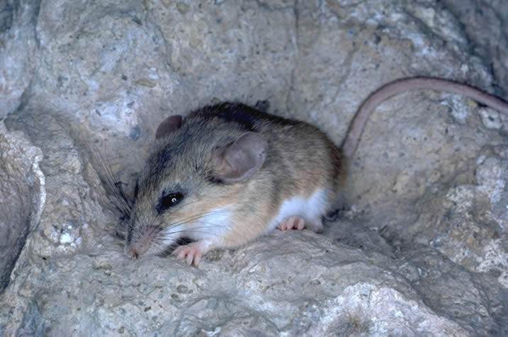 photograph of a rat