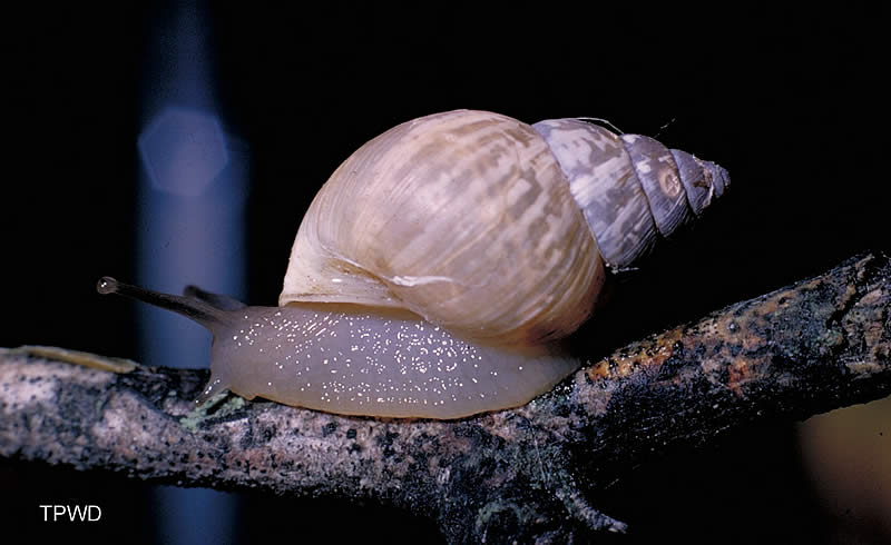 photograph of a snail