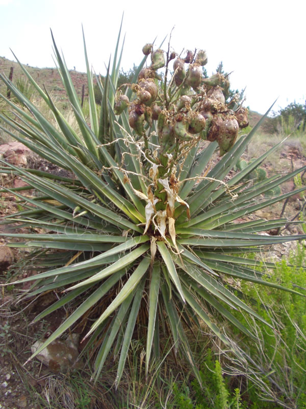 Photograph of a plant with long pointed green leaves and green fruits.