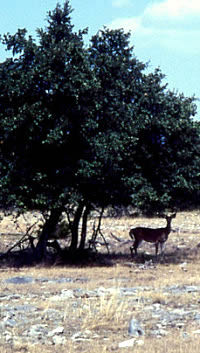 photo of deer