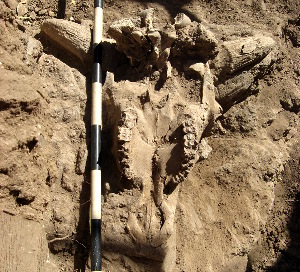 photo of excavated bison skull with hole smashed in center