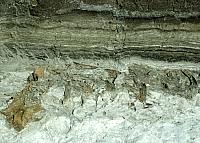 Close shot of bison bones and Folsom point found in place below striking banded diatomite, June, 1951. Photo by Glen Evans, courtesy Texas Memorial Museum.