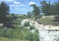 Lubbock Lake Reservoir dredged out and dried up, August, 1950. Unidentified man stands above exposure where Folsom deposits were found. Photo by Glen Evans, courtesy Texas Memorial Museum.