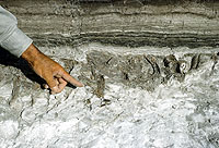 Folsom point found in place amid bones of extinct bison, June,1951. Photo by Glen Evans, courtesy Texas Memorial Museum.