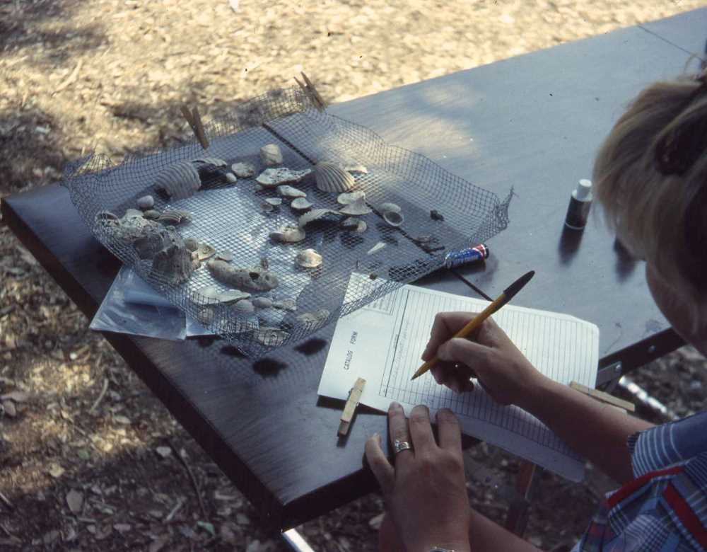 Image of a TAS member uncovering a section of a dense oyster shell layer in the Cross Area excavations in 1978.