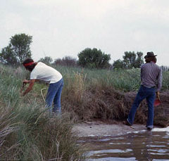 Image of TAS members cutting back the eroding edge along Eckert Bayou.