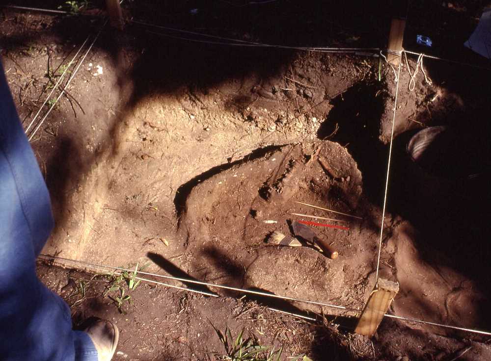 Image of Dog skeleton uncovered in the Cross Area during the TAS Field School.