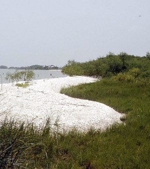 Image of View looking east across the Eckert Bayou.