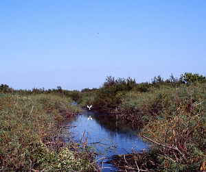 Image of swales holding water in wet years.