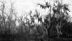 photograph of woodland vegetation