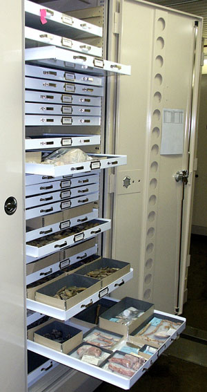 photo of collections at TARL