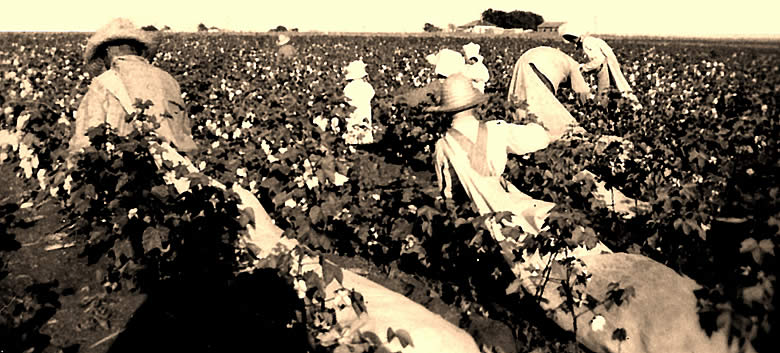 picking cotton