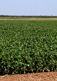 cotton field