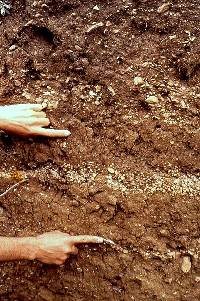 Photo of two hands against an excavation profile, pointing out the Paleoindian stratigraphy. The upper hand points to the "Folsom" zone, the layer within which the main Paleoindian component occured at Pavo Real. The bottom hand points to a piece of broken chert in a lower gravel lense. At least one definitively man-made chert flake was found well beneath the Clovis-age deposits.