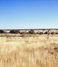 Prior to the introduction of sheep, goats, and cattle, the upland areas of the Lower Pecos had extensive grasslands like this restored area. During wet climatic intervals, the grasslands flourished and herds of buffalo migrated into the area. During one such interval about 2800 years ago, hundreds of buffalo were driven off the cliff above Bonfire Shelter. Photo by Phil Dering.