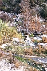 Spring-fed tributary of the Devils River. Photo from ANRA-NPS Archives at TARL. 