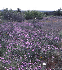 Flower-painted uplands after a wet winter. Photo by Steve Black.