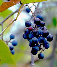 grapes