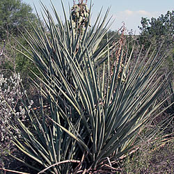 yucca