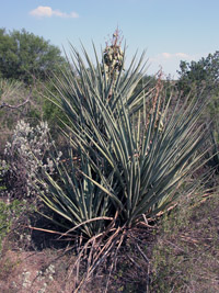 photo of yucca